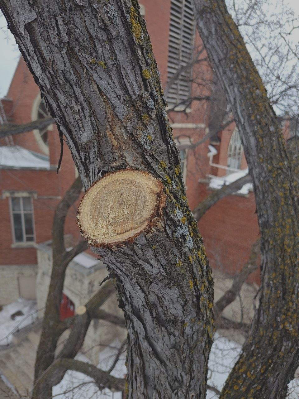 Crownwise Tree Solutions work sample