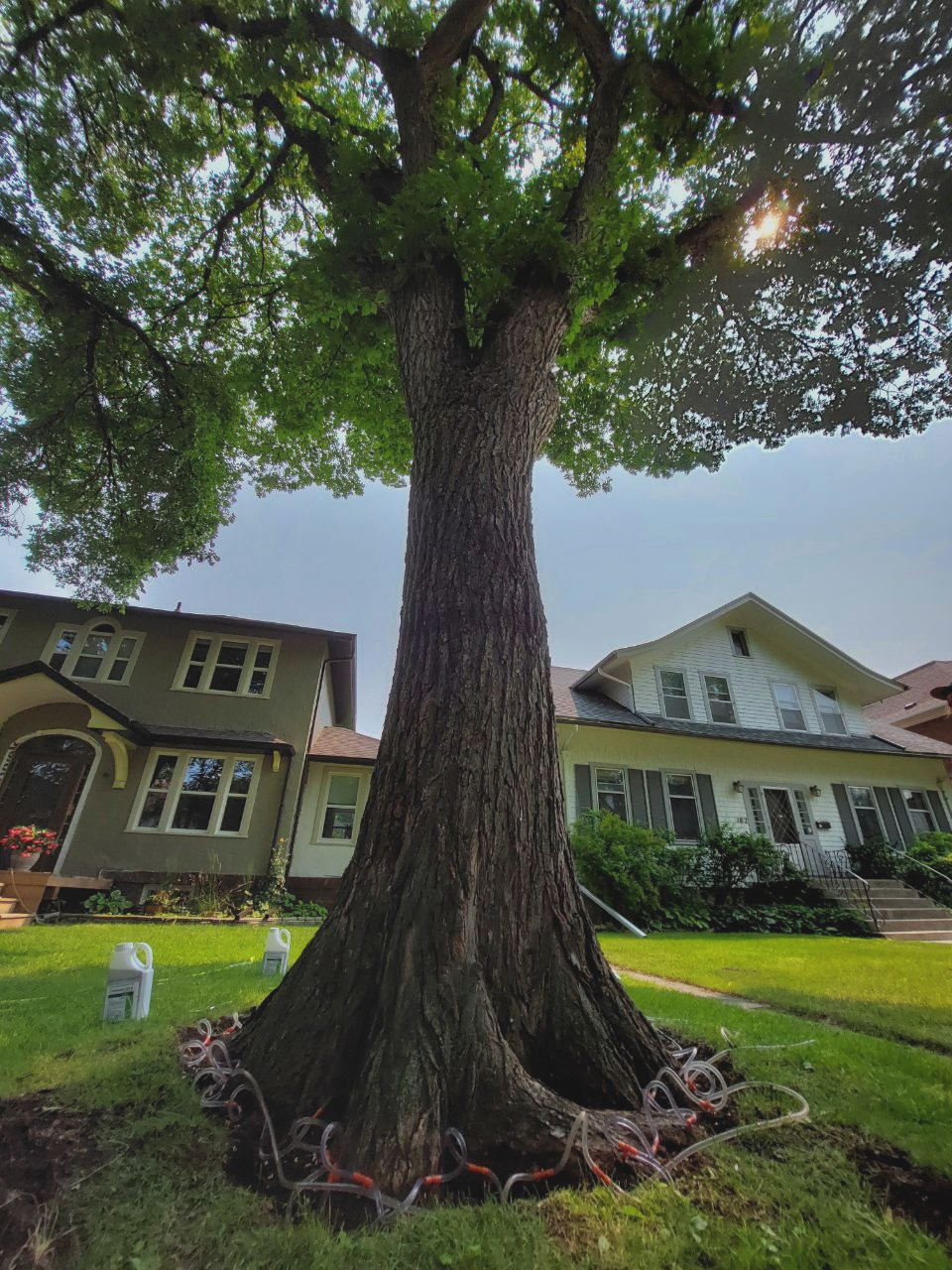 Crownwise Tree Solutions work sample