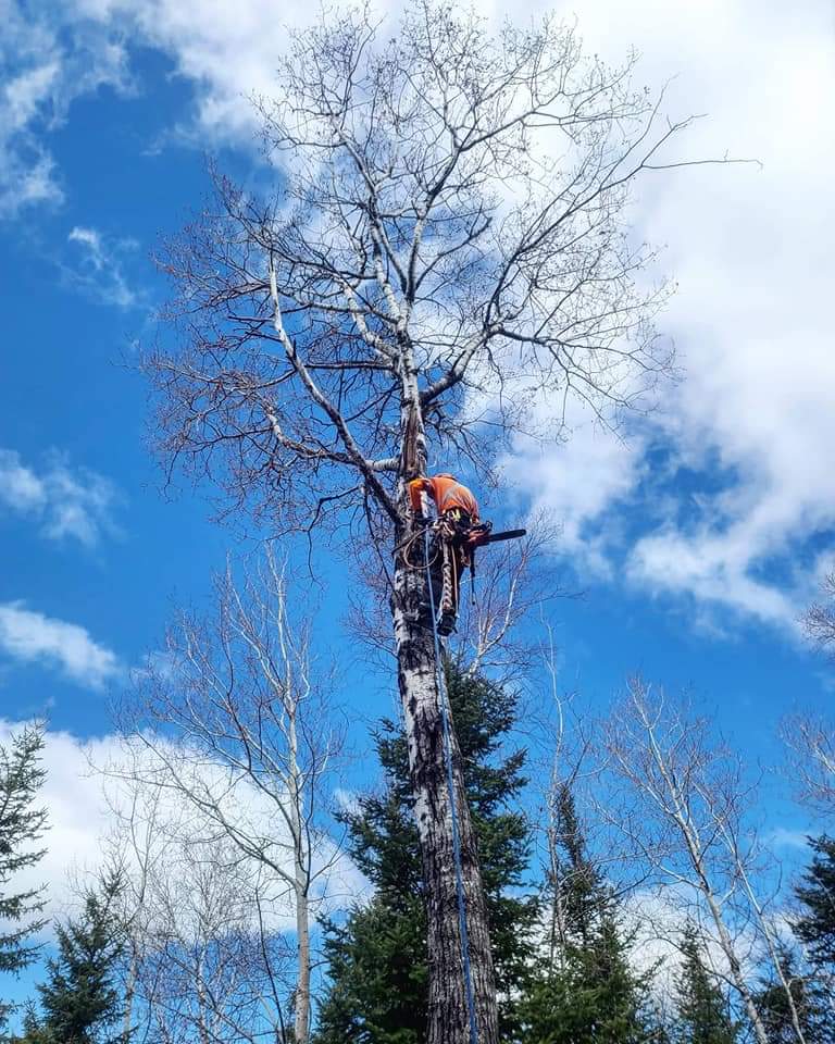 GBPro Arborist Services work sample