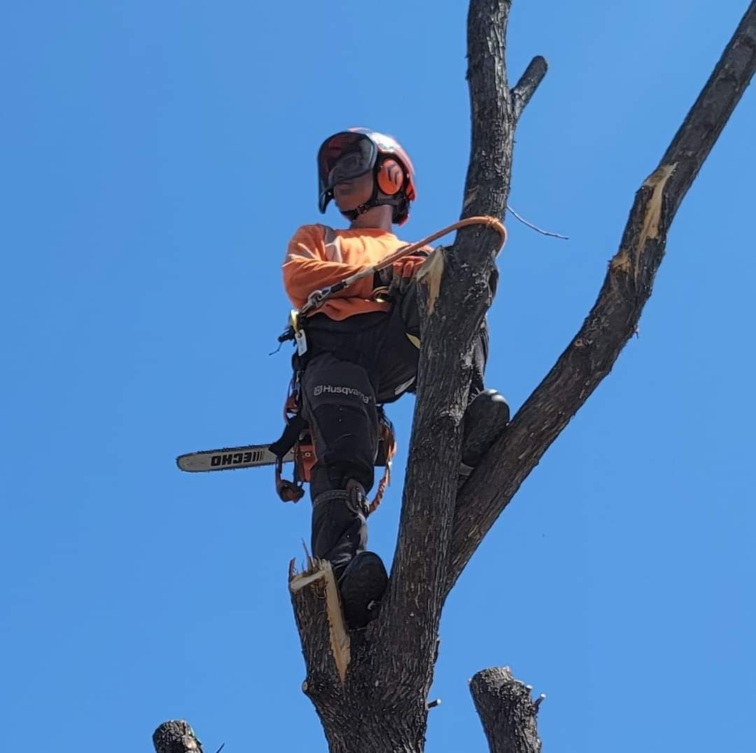 GBPro Arborist Services work sample