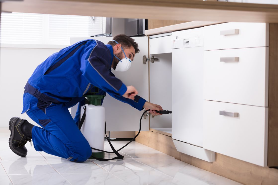 Low-Cost Exterminators Ltd work sample