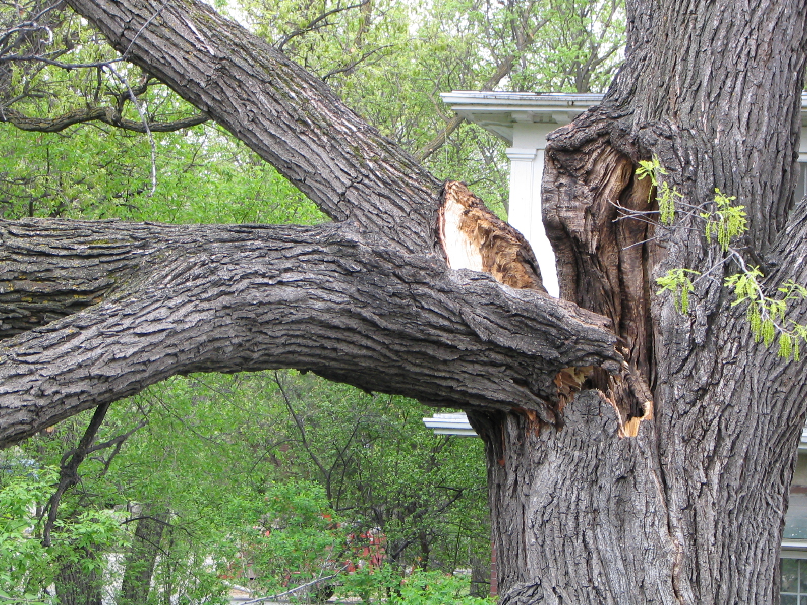 Alliance Tree Care work sample