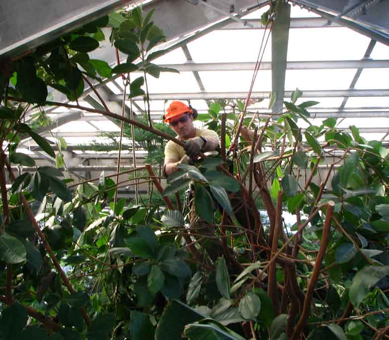 Alliance Tree Care work sample