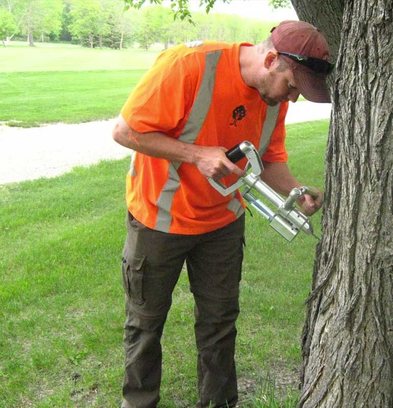 Alliance Tree Care work sample
