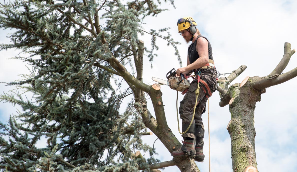 Kildonan Tree Service work sample