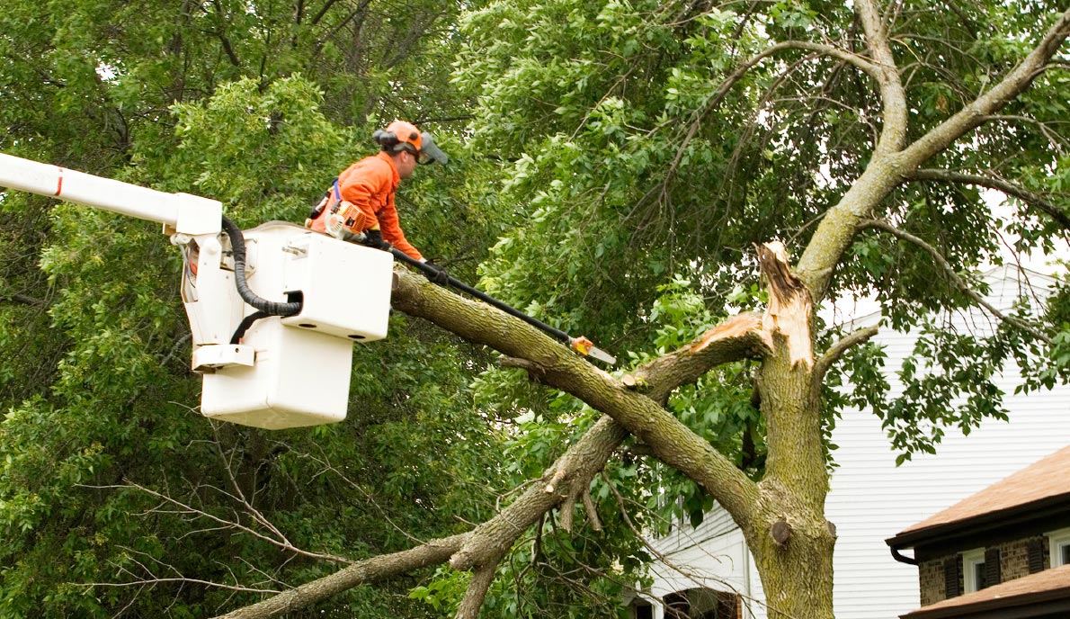 Kildonan Tree Service work sample