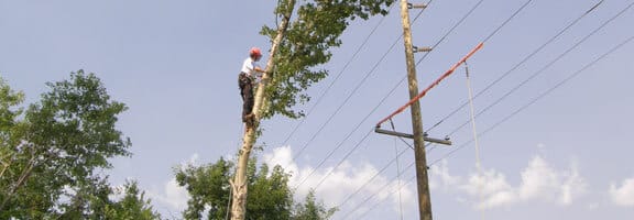 Kildonan Tree Service work sample