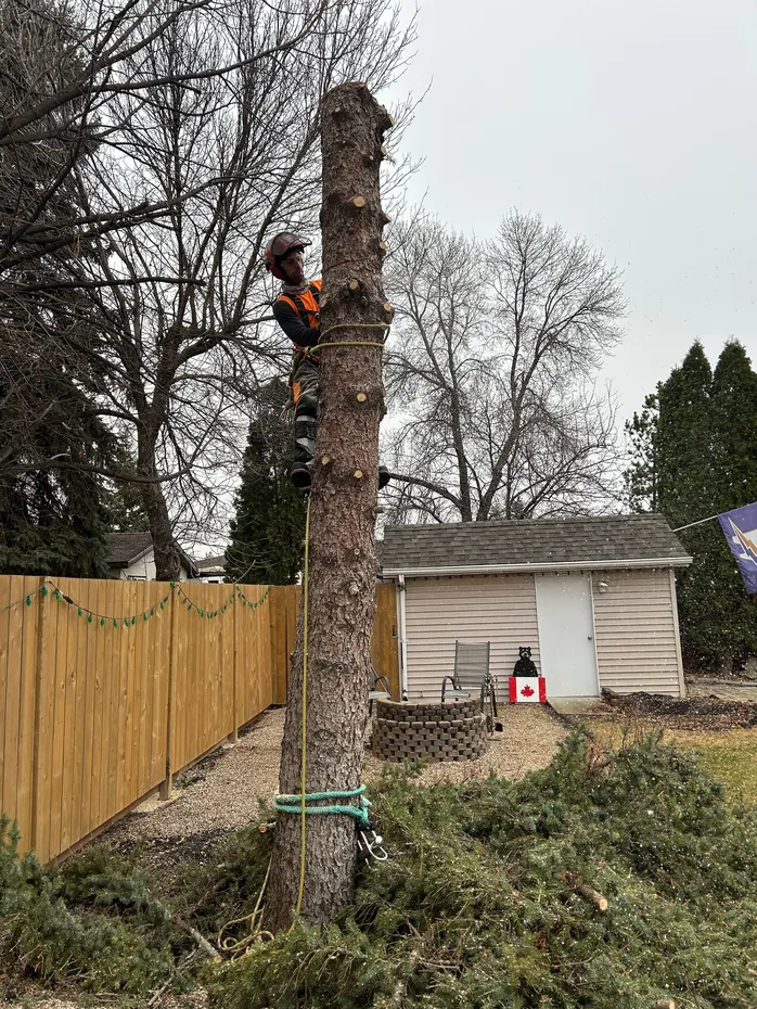 Affordable Tree & Stump Experts work sample