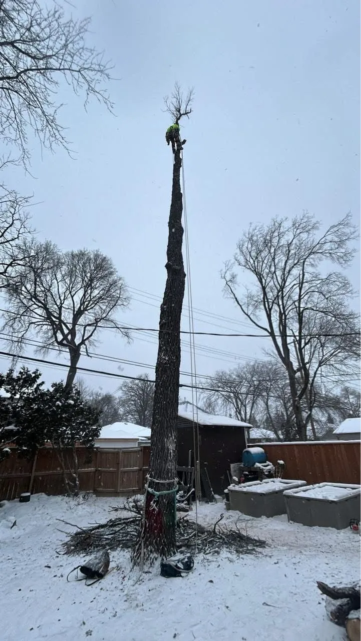 Affordable Tree & Stump Experts work sample