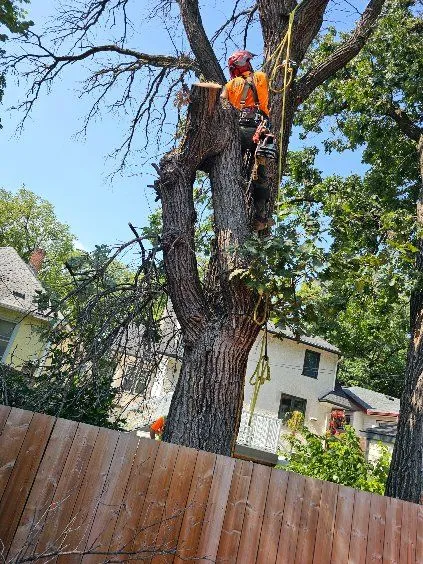 Affordable Tree & Stump Experts work sample
