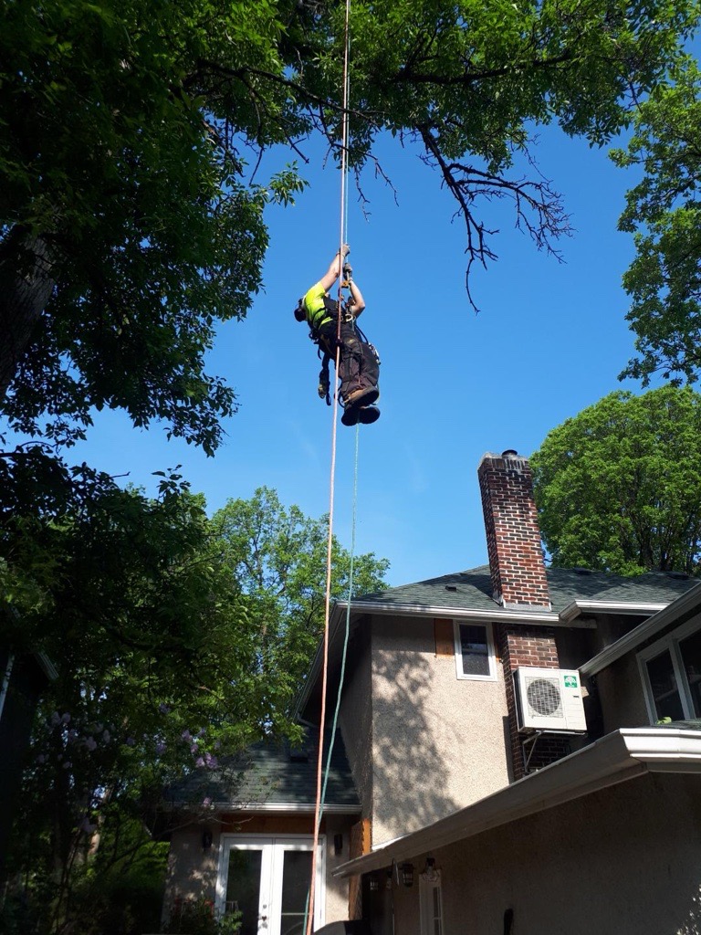 Truewood Arborist Service work sample