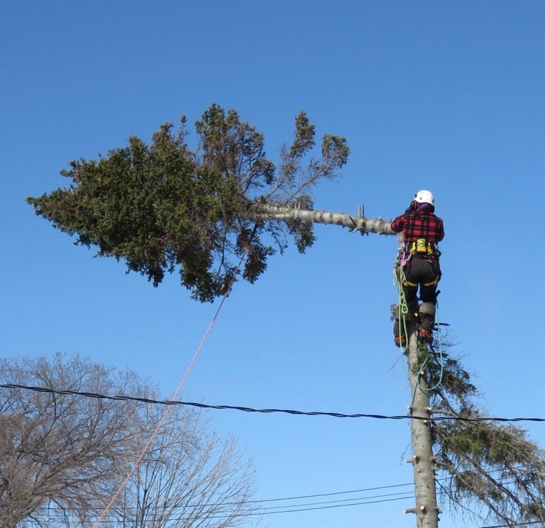 Truewood Arborist Service work sample