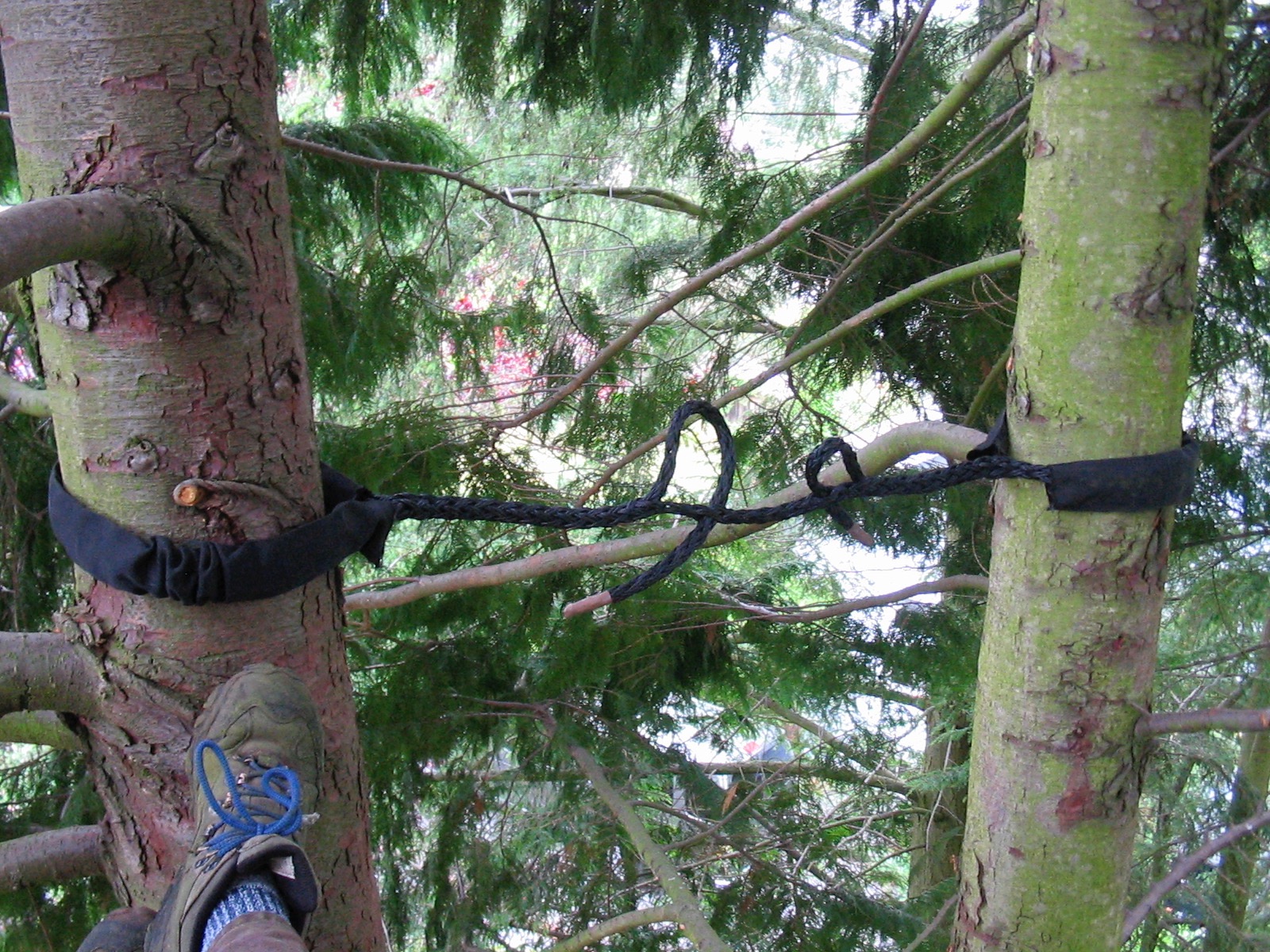 Truewood Arborist Service work sample