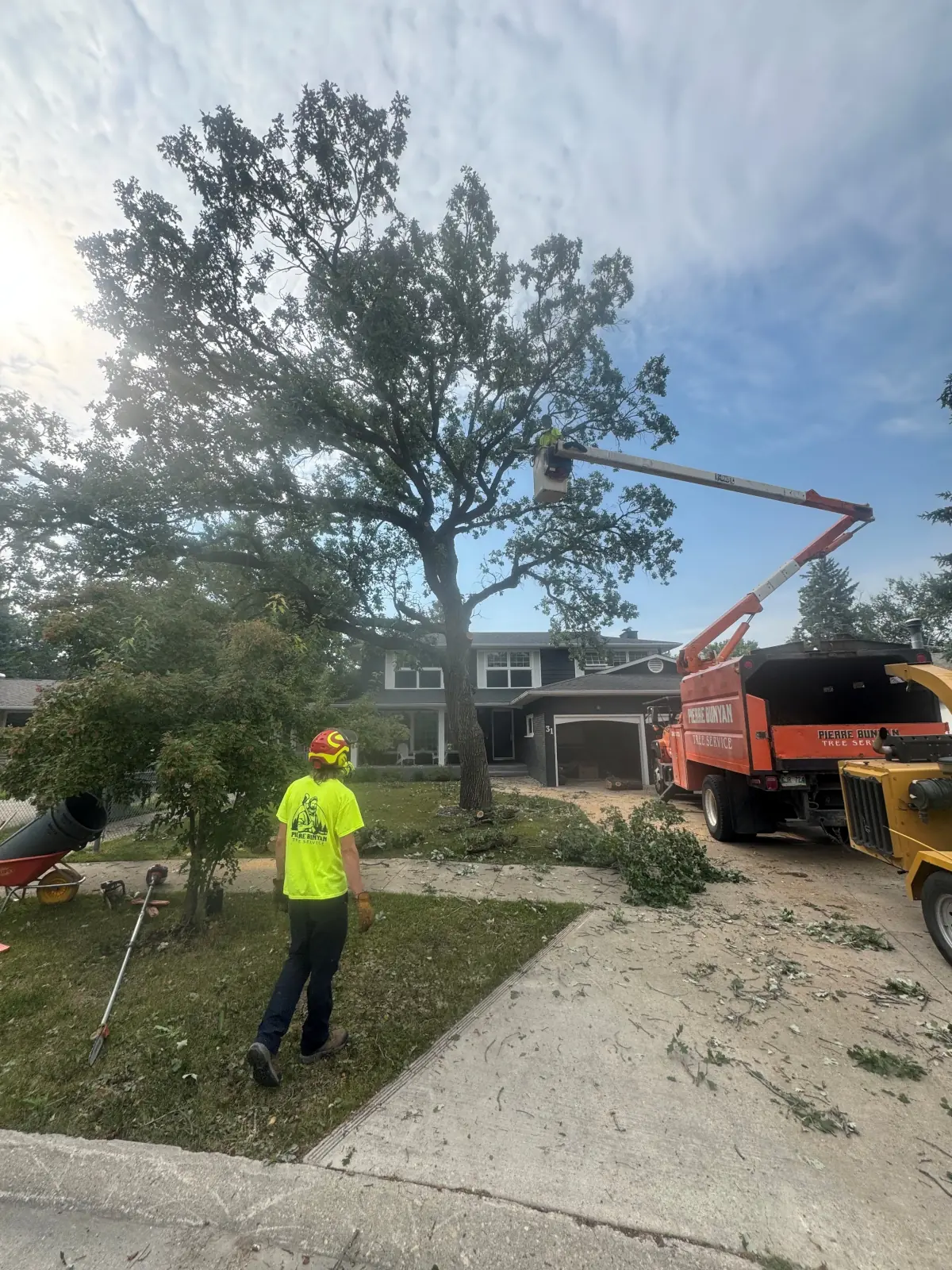 Pierre Bunyan Tree Service work sample