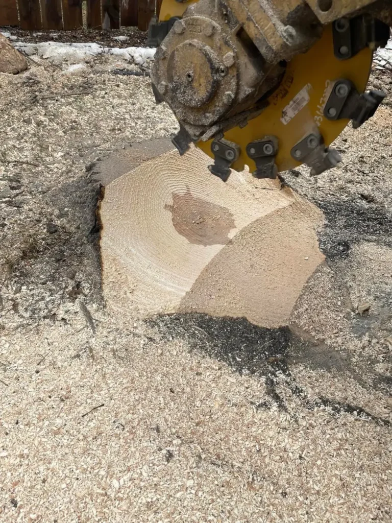 Pierre Bunyan Tree Service work sample