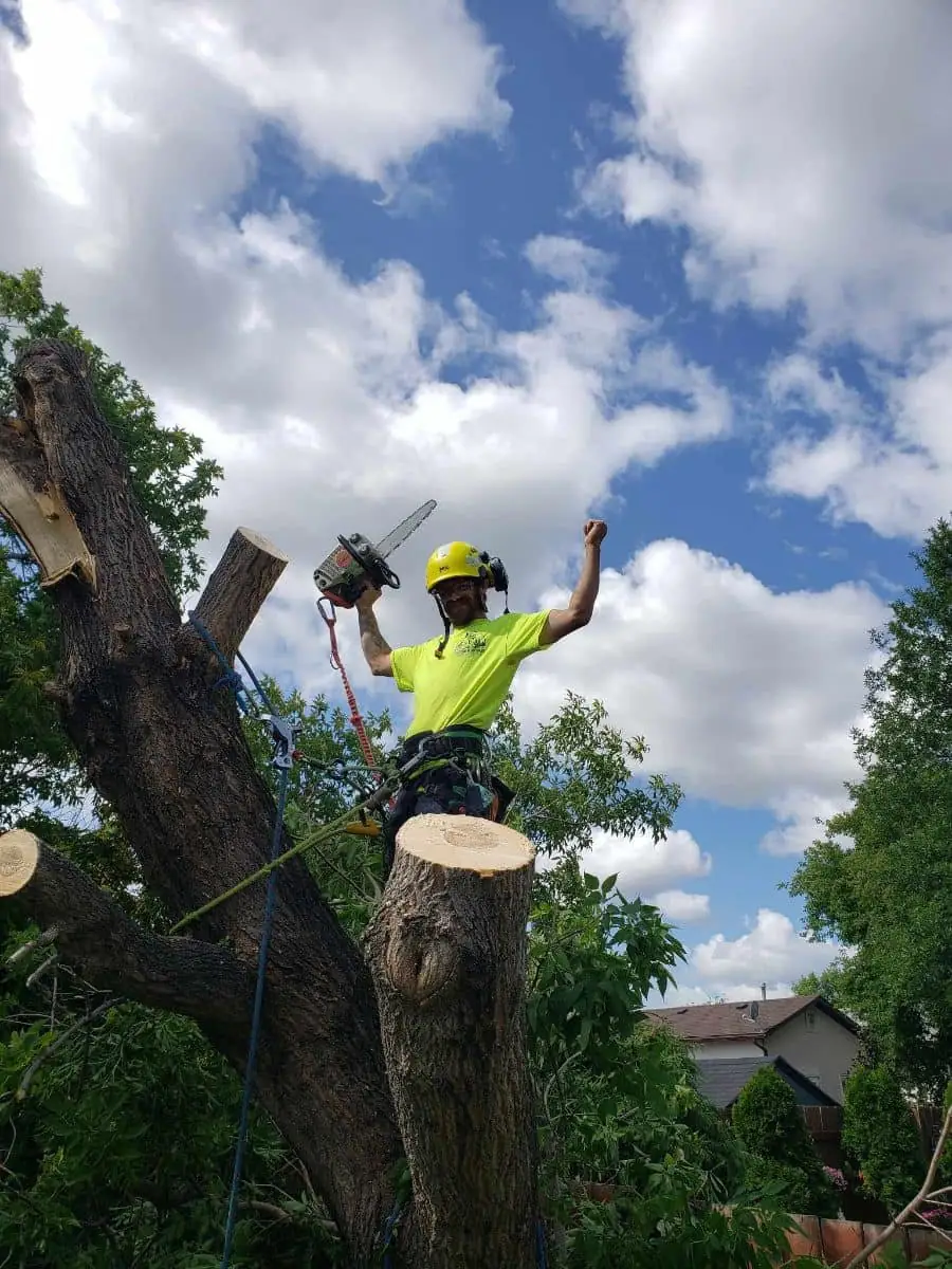 Pierre Bunyan Tree Service work sample
