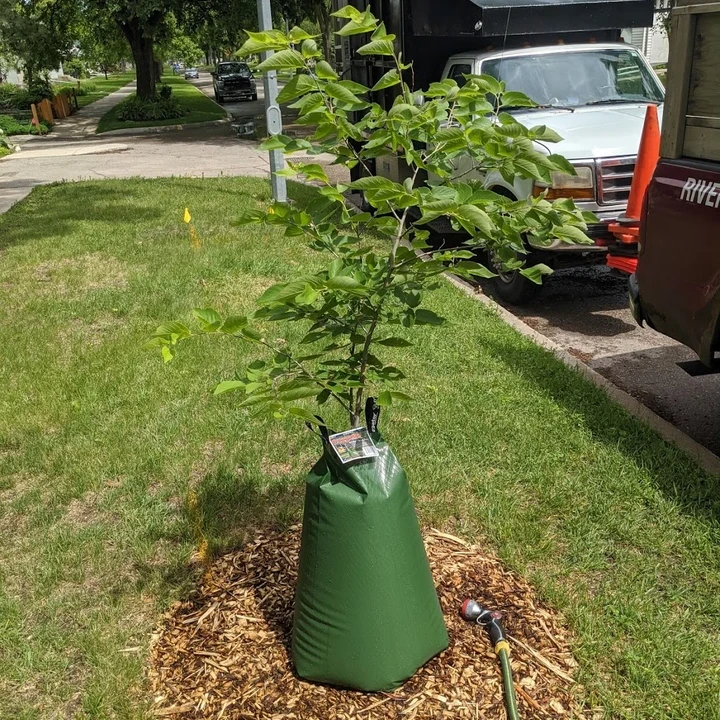 Leaf It To Us Tree Care work sample