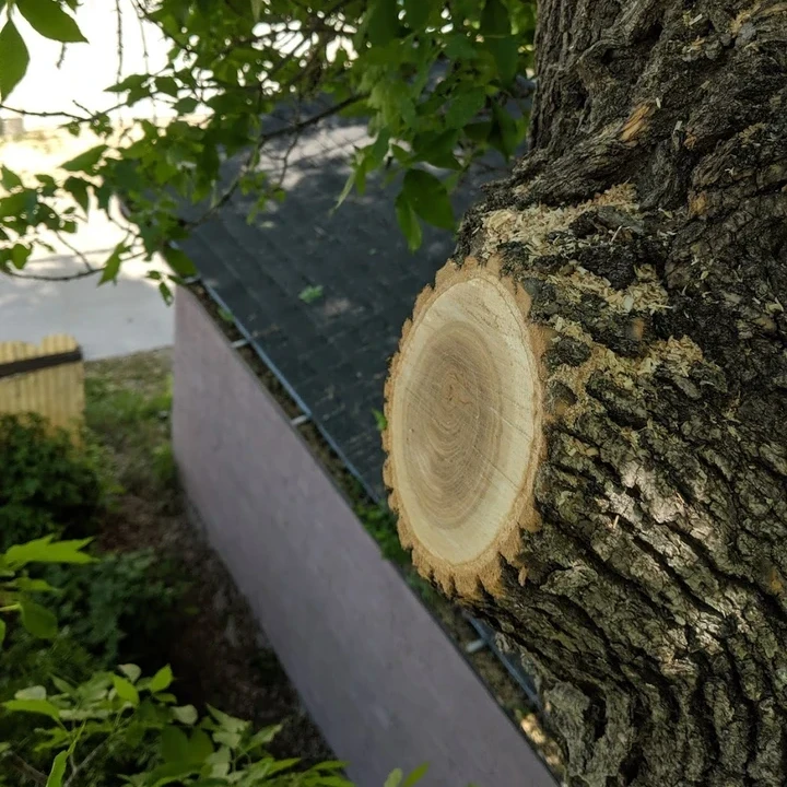 Leaf It To Us Tree Care work sample