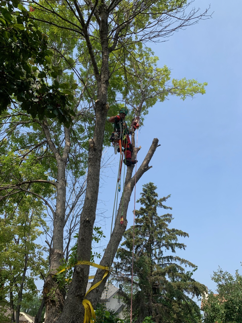 Silvanus Tree Service work sample