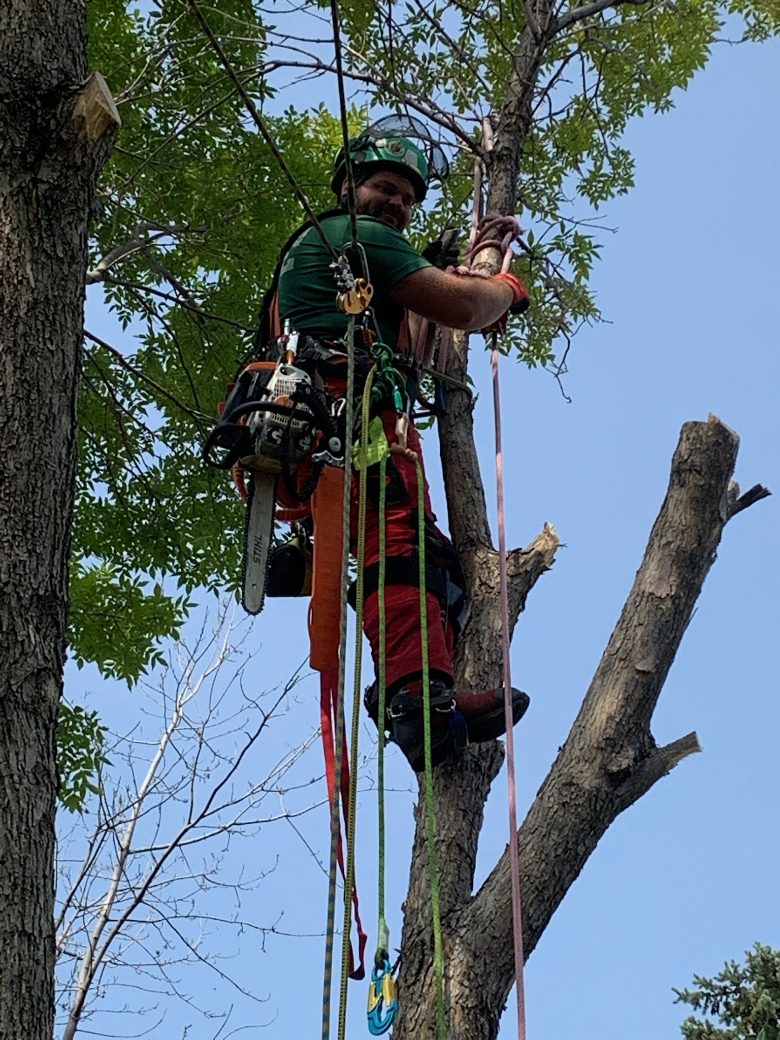 Silvanus Tree Service work sample