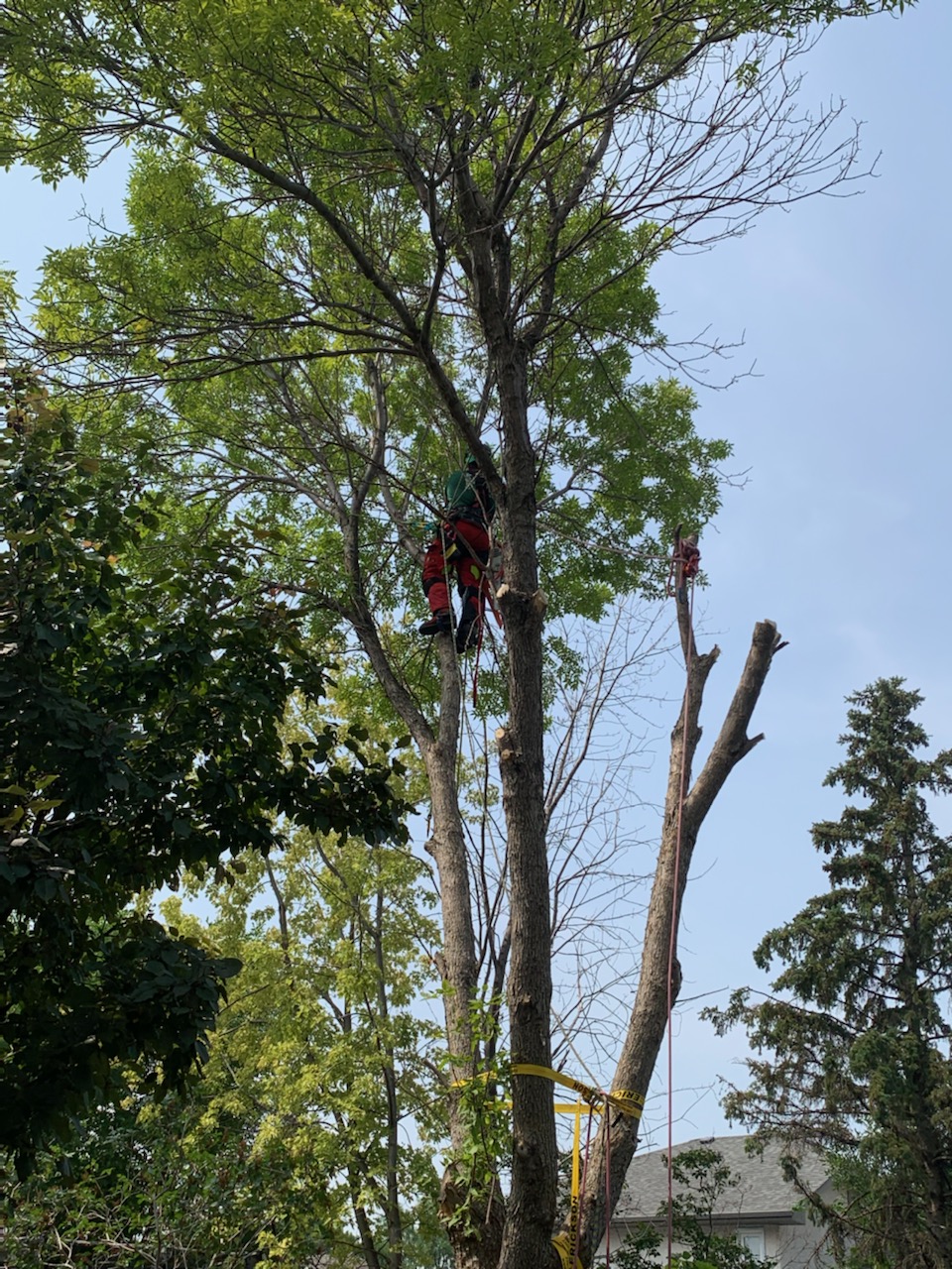 Silvanus Tree Service work sample