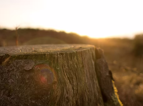 Timber Tree Removal work sample