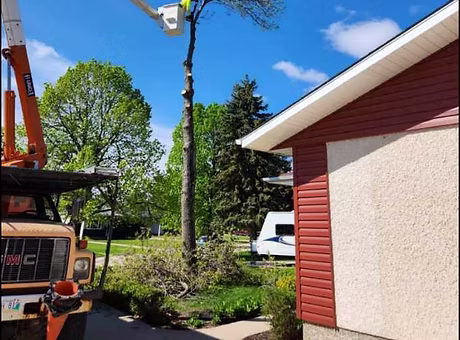 Timber Tree Removal work sample