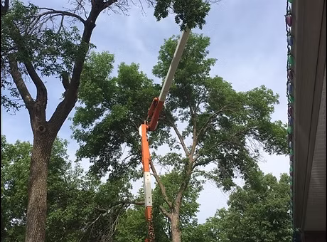 Timber Tree Removal work sample