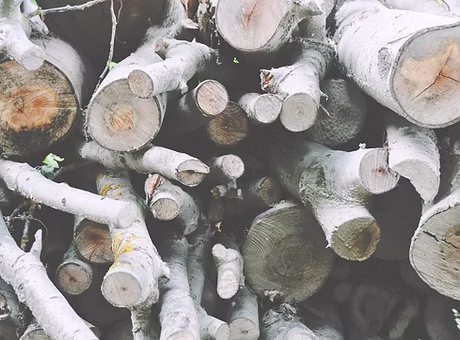 Timber Tree Removal work sample