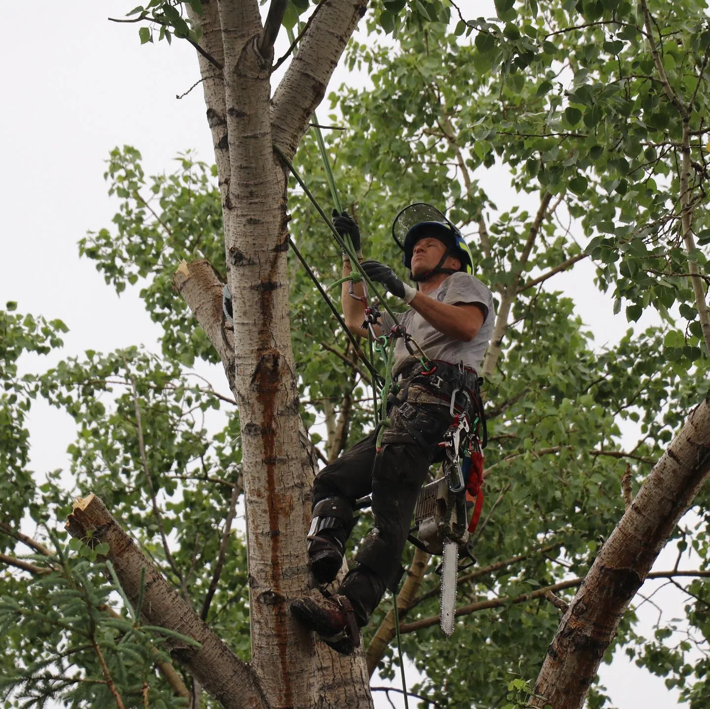 Timberland Tree Service work sample