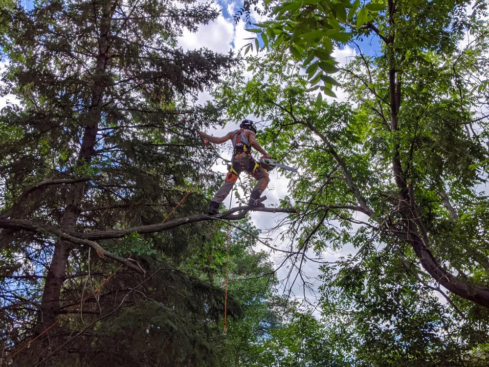Tree Ninjas work sample