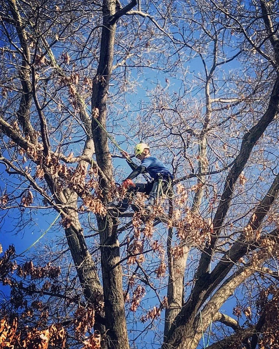 Country Club Tree Service work sample