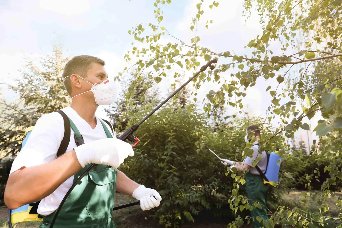 Country Club Tree Service work sample