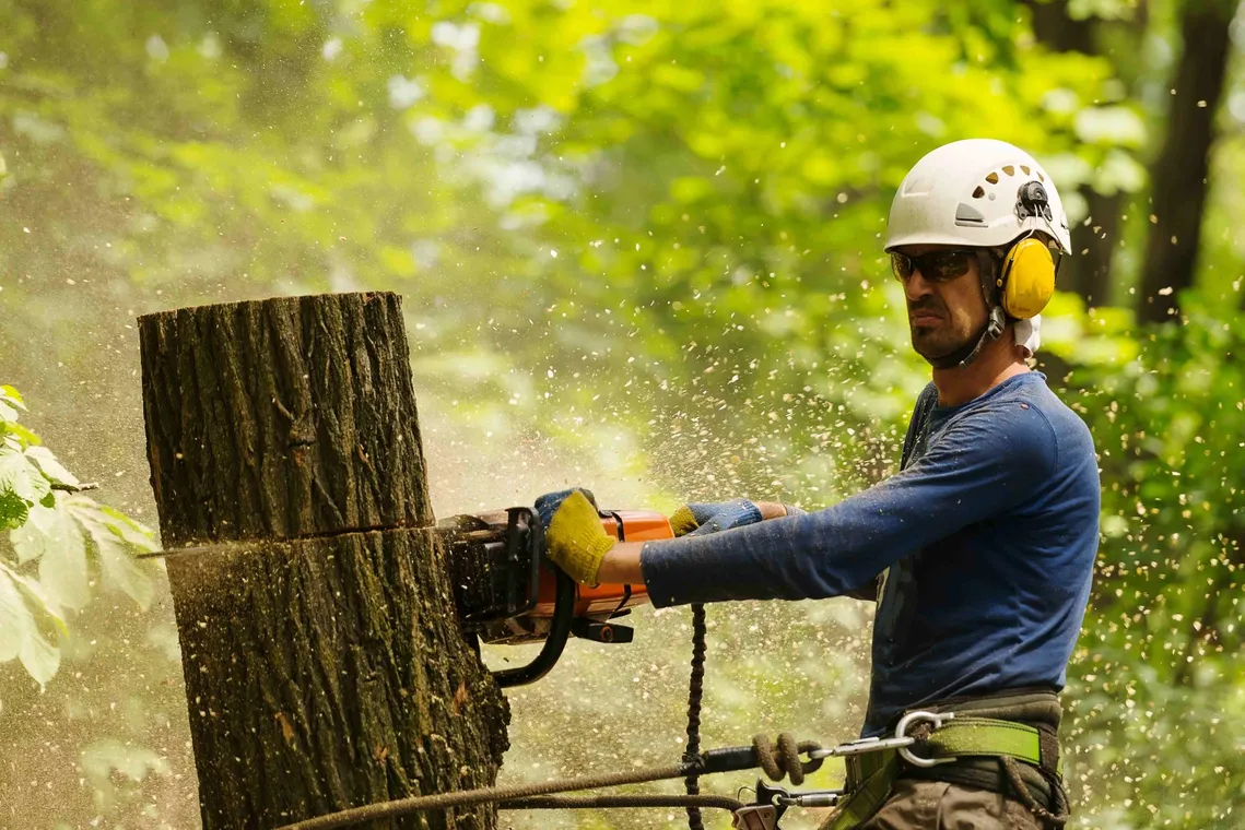 Country Club Tree Service work sample