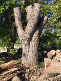 Green Oak Tree Service work sample