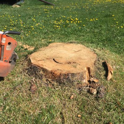 Green Oak Tree Service work sample