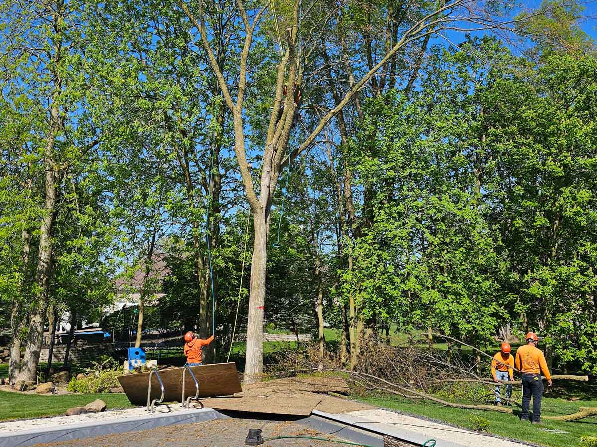 We Care Tree Service work sample