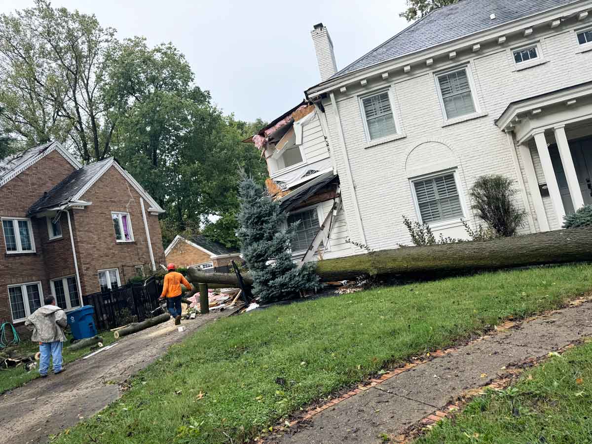 We Care Tree Service work sample
