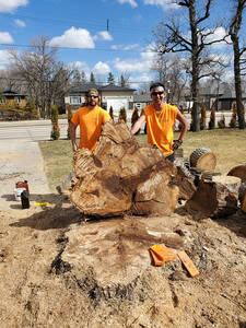 GoodFellers Tree & Stump Inc. work sample