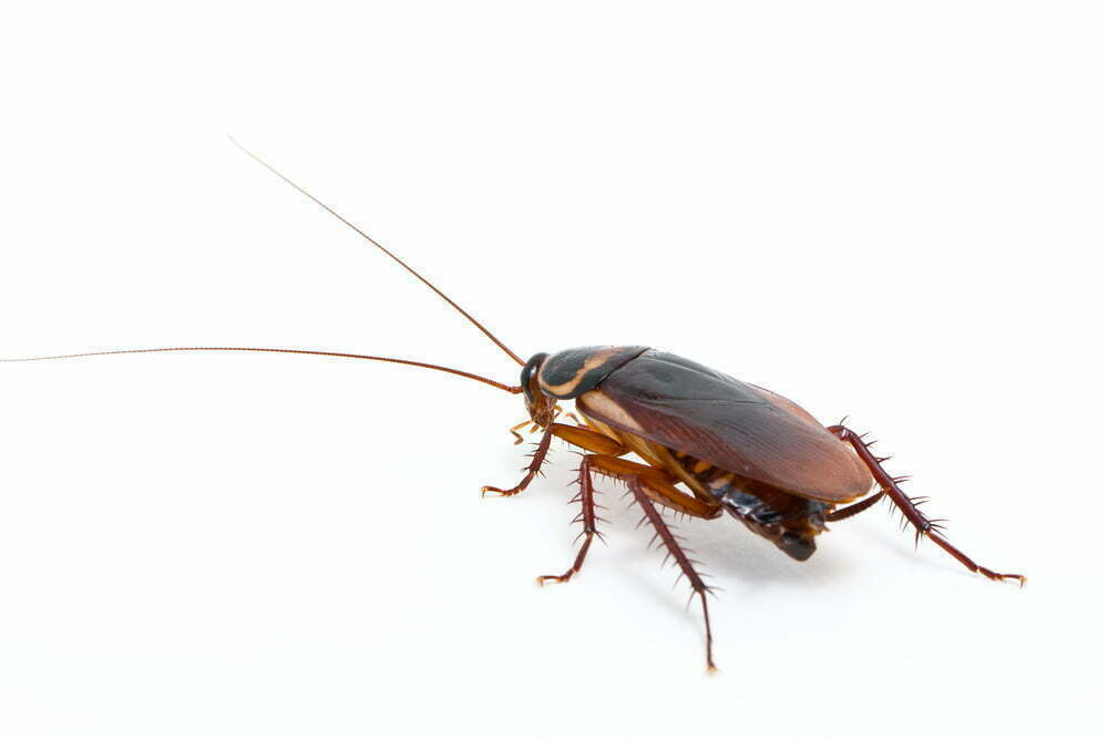 Gilles Lambert Pest Control work sample