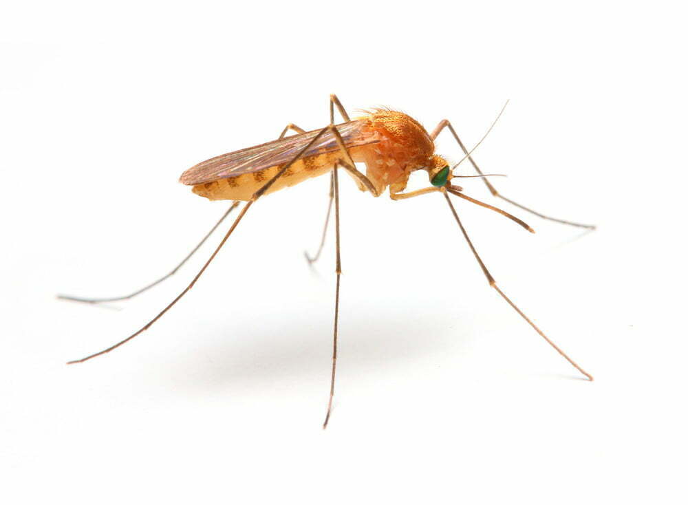Gilles Lambert Pest Control work sample