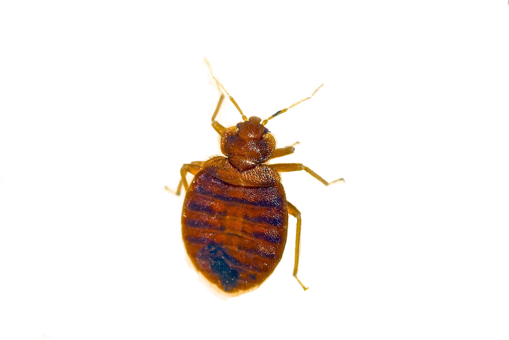 Gilles Lambert Pest Control work sample