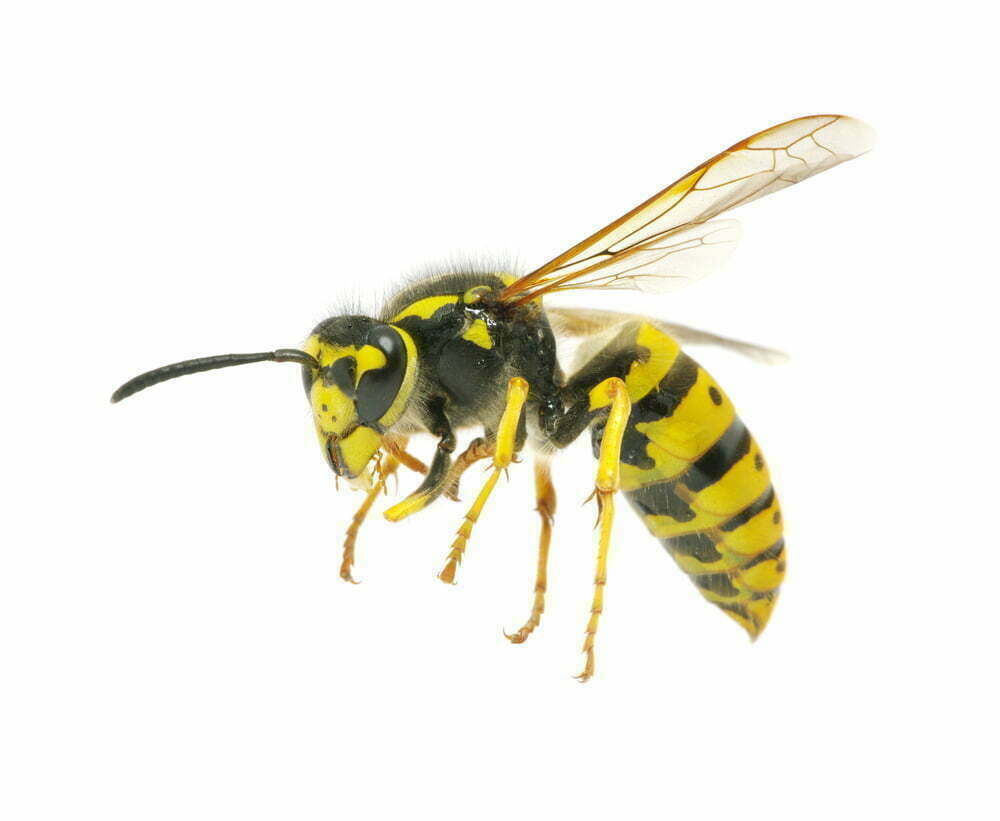 Gilles Lambert Pest Control work sample