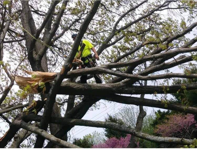 Richter's Tree Service work sample