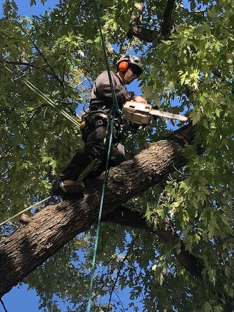 Richter's Tree Service work sample