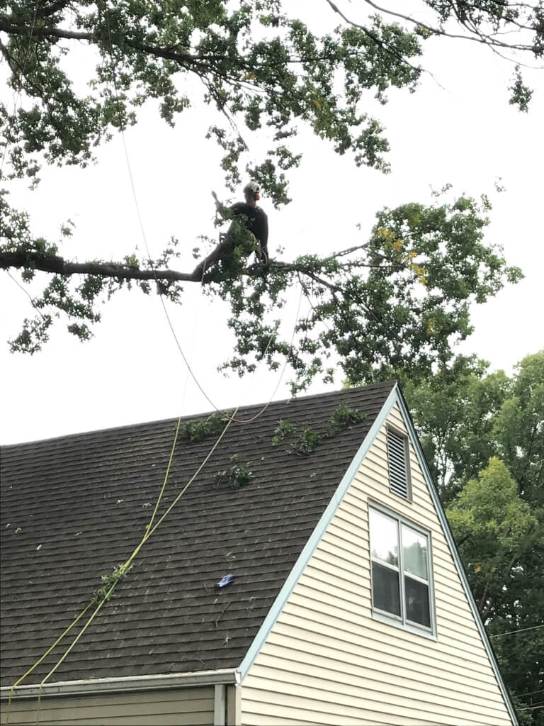 Richter's Tree Service work sample