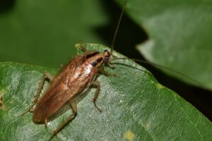 Castle Pest Control work sample