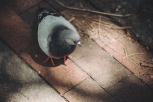 Castle Pest Control work sample