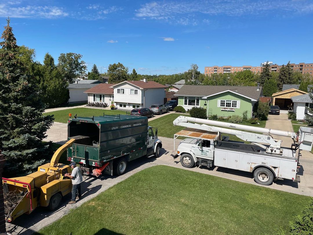 Tree Services
