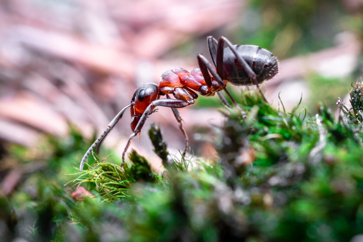Combat Pest Control Services work sample